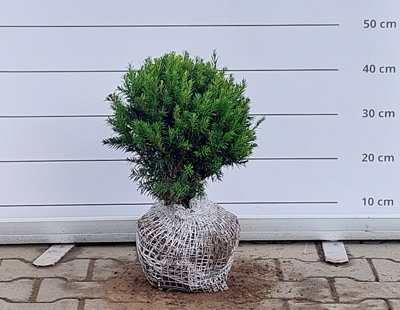 Taxus media 'Groenland' - 25-30 CM Ball RB
